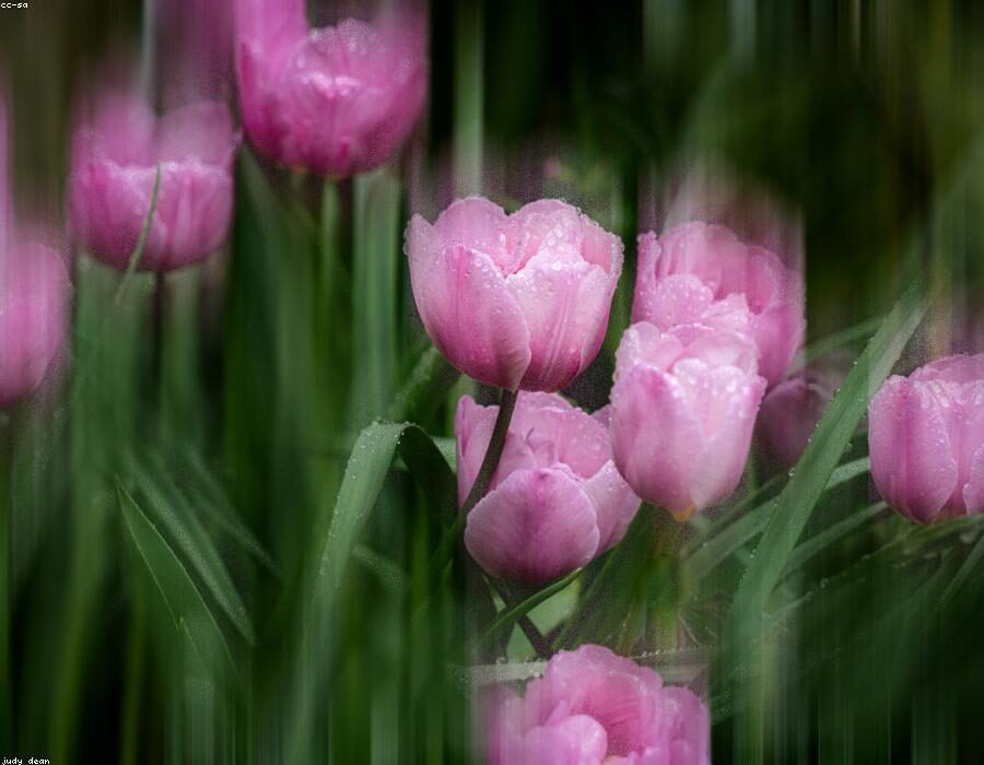 Fresh Garden 2